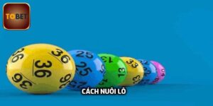 Cách Nuôi Lô Bền Vững Dành Cho Người Chơi Mới Nhập Cuộc