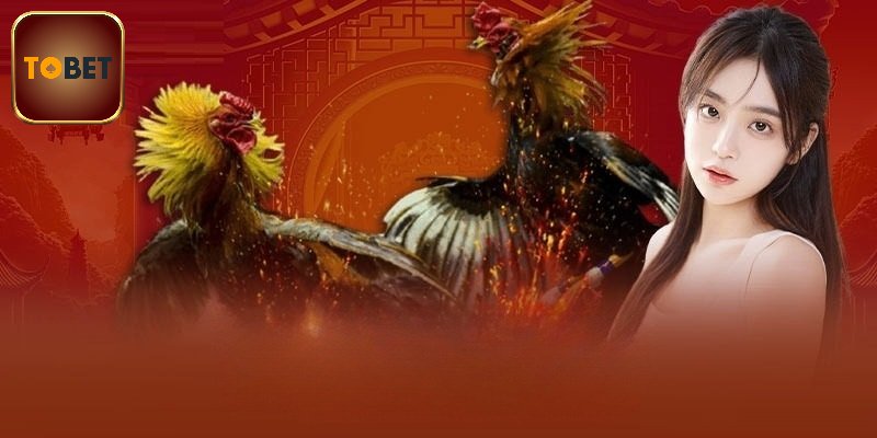 Đá Gà Thomo Hôm Nay - Cập Nhật Diễn Biến Nóng Từng Ngày