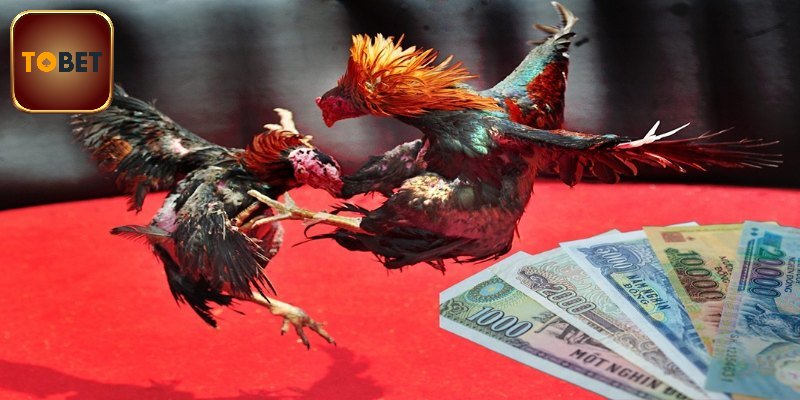 Giới thiệu rõ về cược đá gà hợp pháp