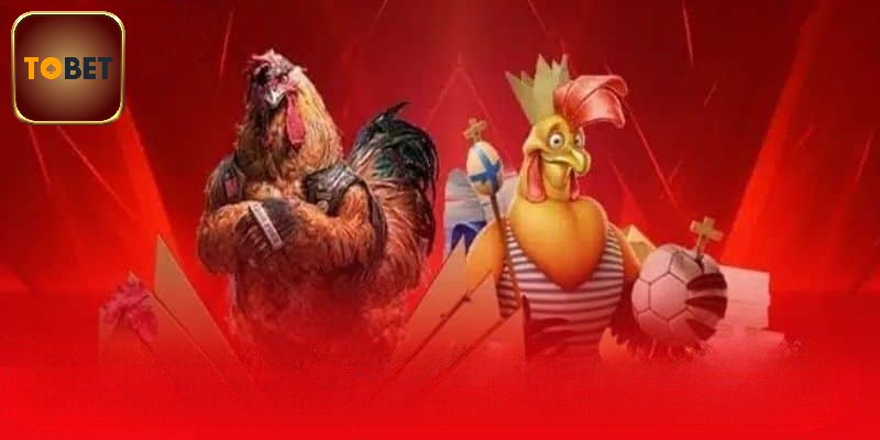 Lịch thi đấu đá gà thomo hôm nay
