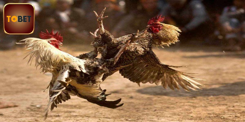 Những chiến kê nổi bật tại đấu trường thomo