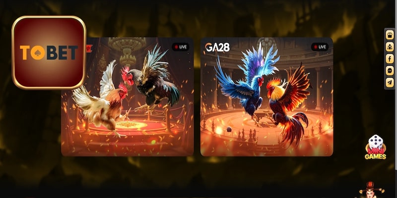 Theo dõi đá gà thả ga tại nhà cái Tobet88